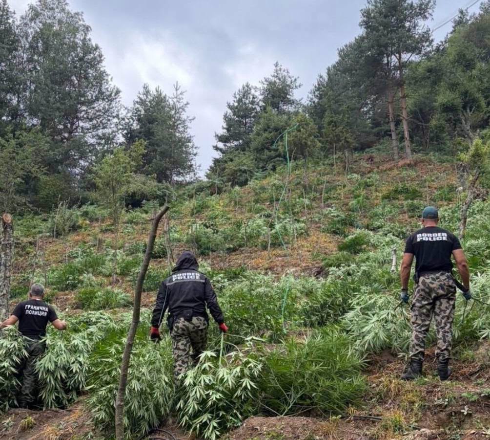 Над 3 тона марихуана иззети при мащабна акция в Благоевградско